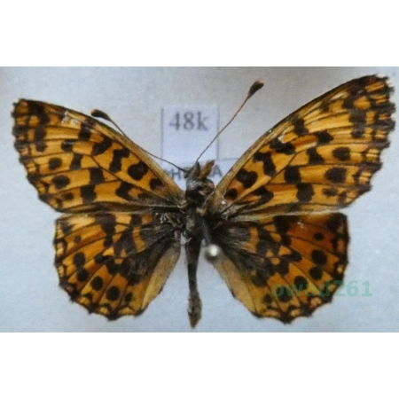 Boloria dia (Linnaeus, 1767) Dostojka dia Czech48k